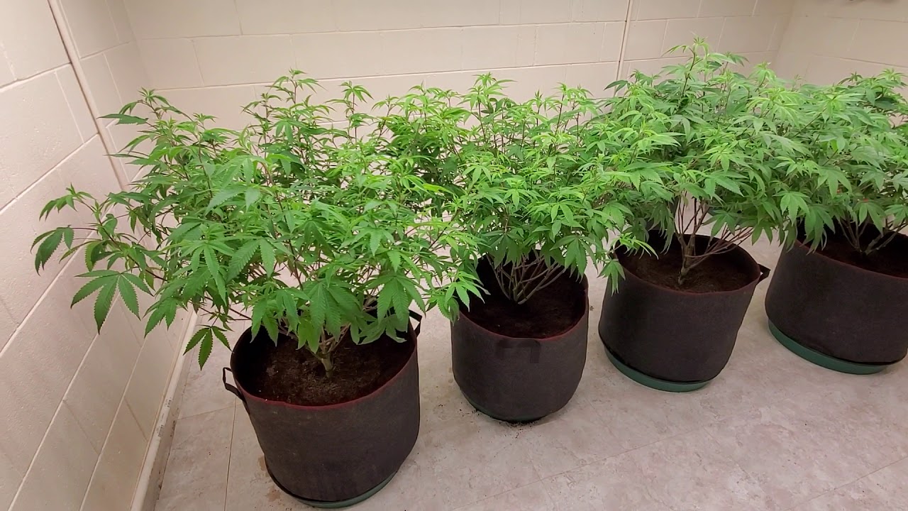 Growing Trees with Fluence 2i LED Lights | 2k Watt Grape Kush Cannabis Grow!