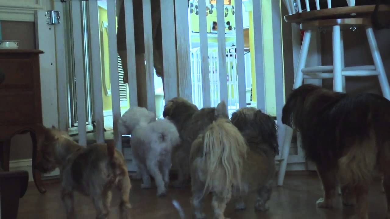 House with a Heart - Senior Pet Sanctuary HD