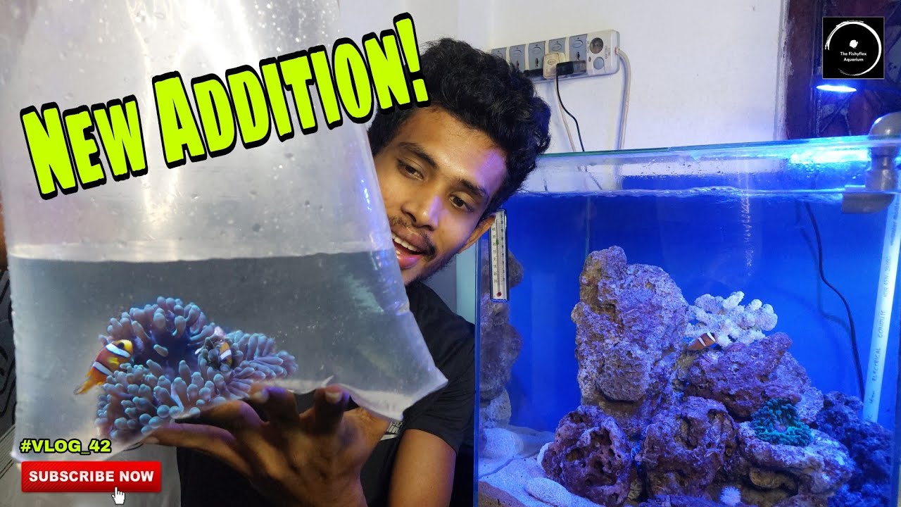 New comers to SALTWATER AQUARIUM - #vlog42 | Update Video | The Fishyflex
