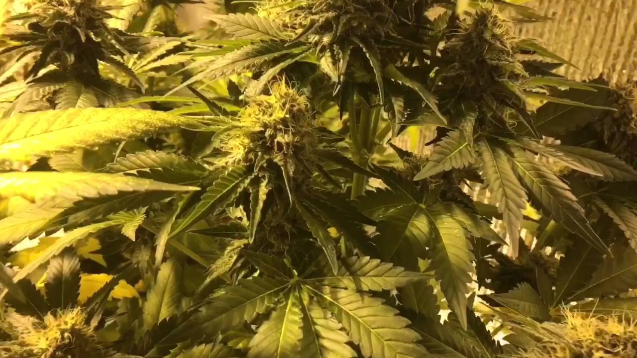 Last few day of flower White Cookies and Green Crack