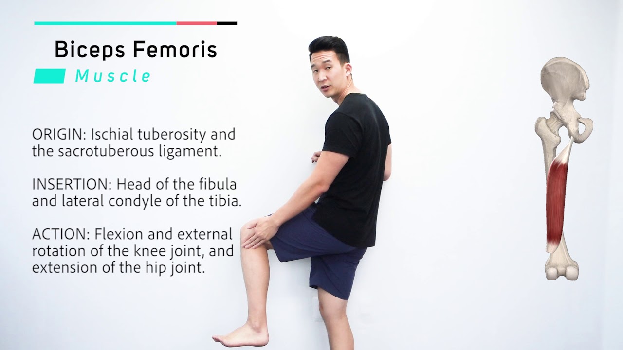 Biceps Femoris | Muscle Anatomy | Joetherapy