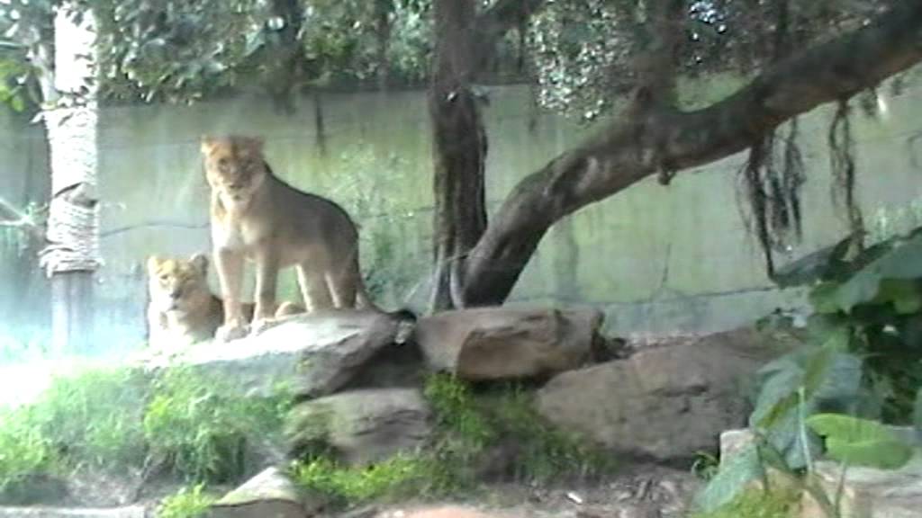 Lions, Tigers and Bears at Taronga Zoo Sydney Australia