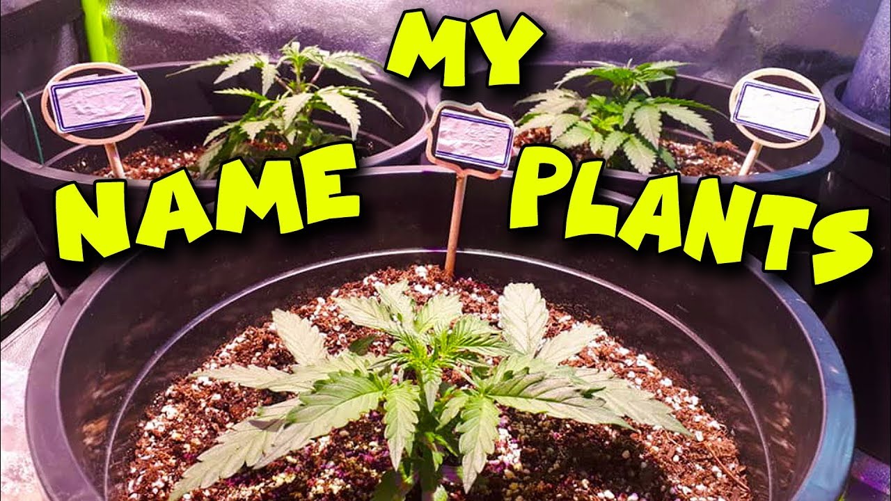 You Name My Plants - Topping The Clones & Swapping Tents