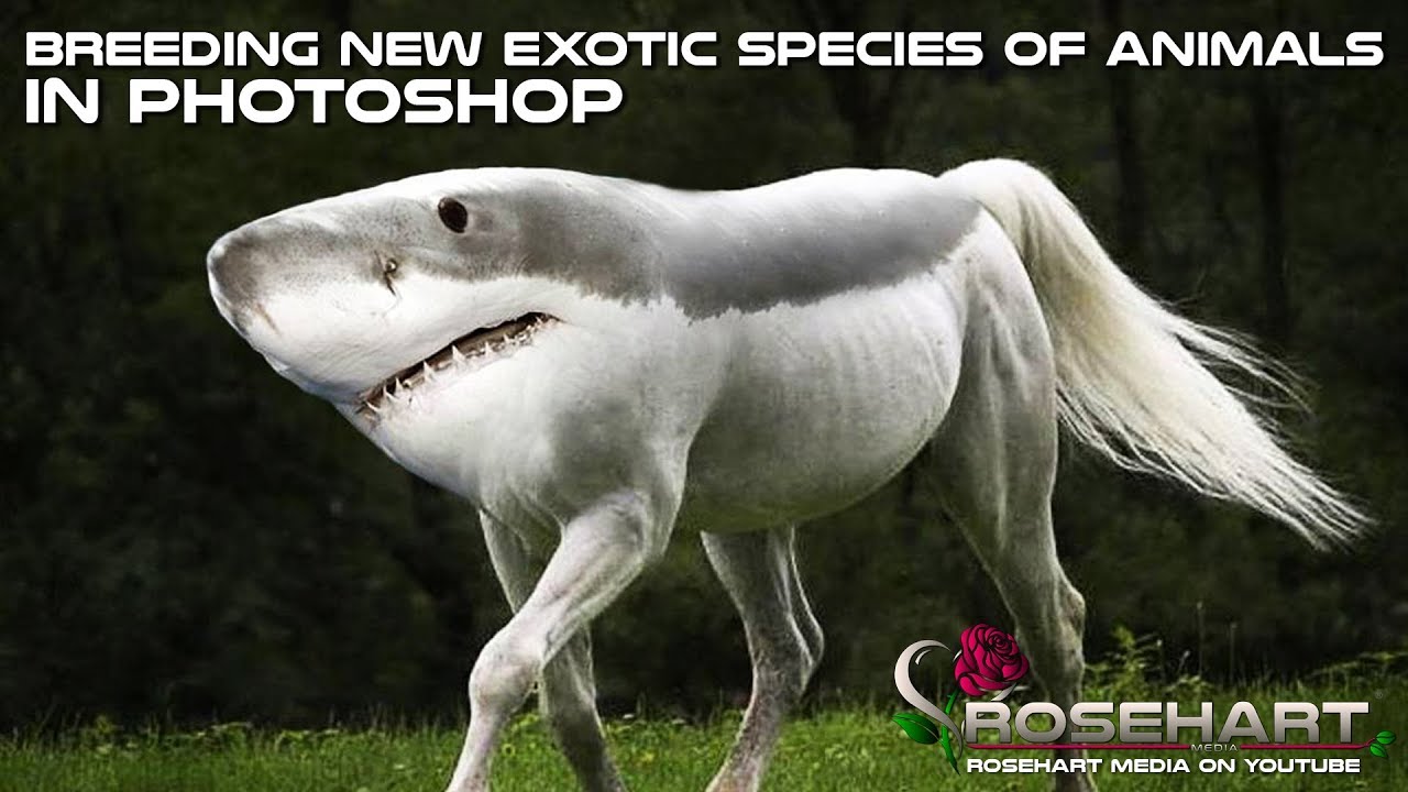 Breeding New Exotic Species Of Animals In Photoshop &bull; Rosehart Media