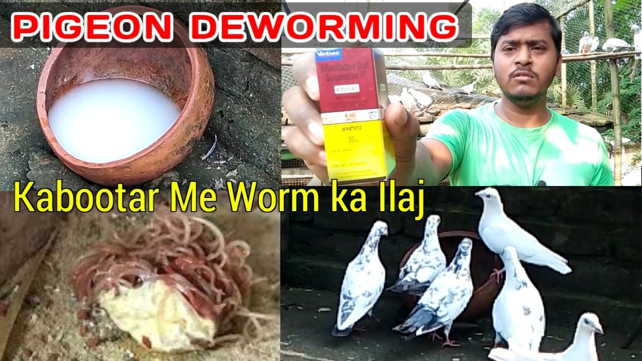 How to Deworm Pigeons 🕊️ | Complete Worm Course & Medicine Guide 💊