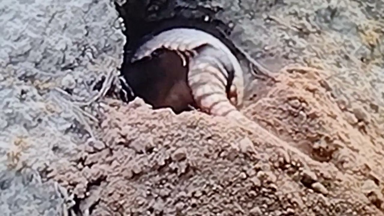 Eita bicho trabalhador!