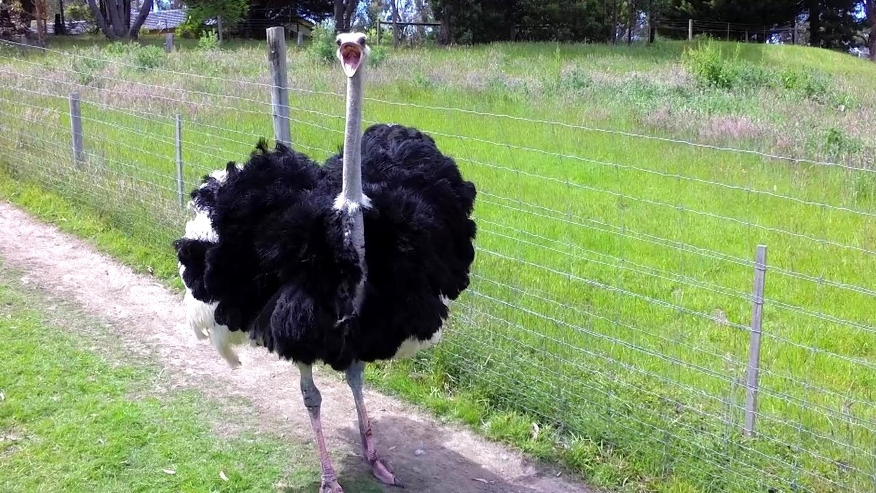 Saving an Angry Ostrich - Wild Rescue at an Australian Private Zoo