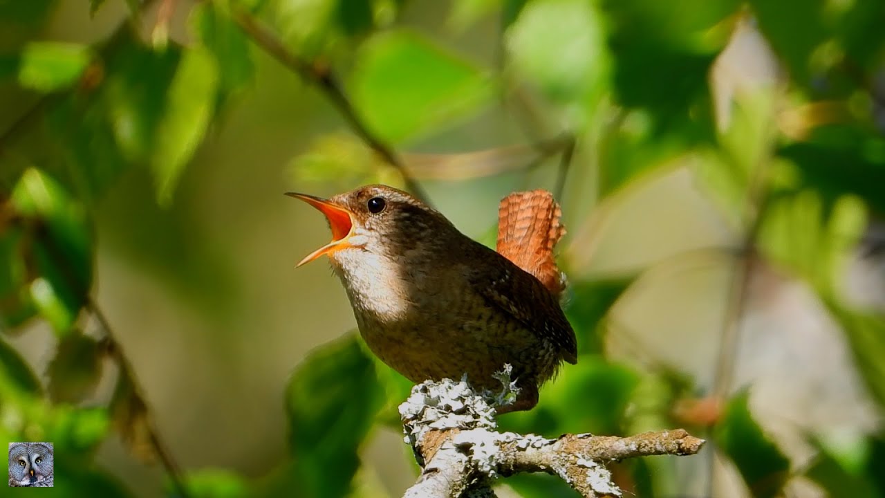Wren Eurasian wren song call,Gjerdesmett sang,Крапивник,Winterkoning,Chochín común Zaunkönig p1000
