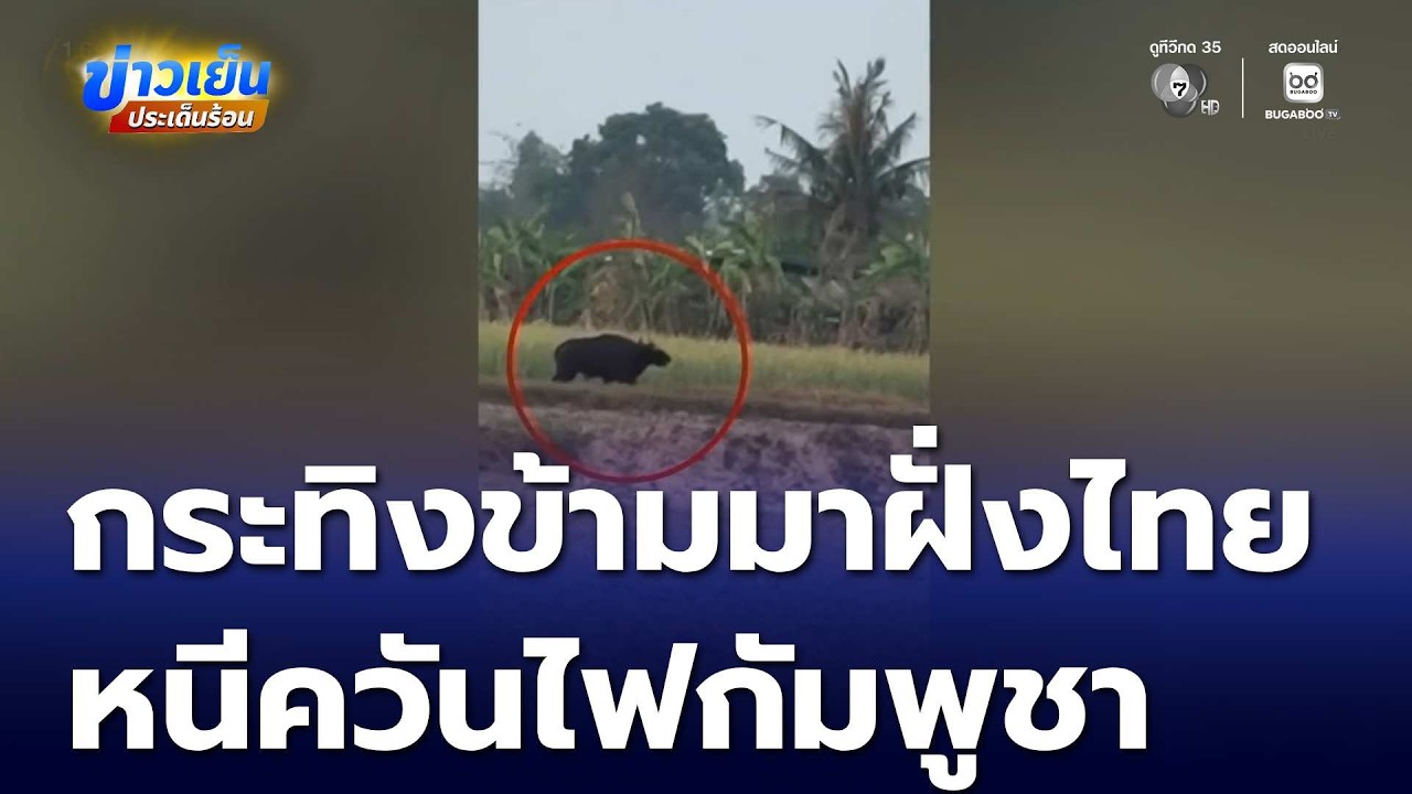 กระทิง หนีควันไฟกัมพูชา ข้ามมาฝั่งไทย | ข่าวเย็นประเด็นร้อน