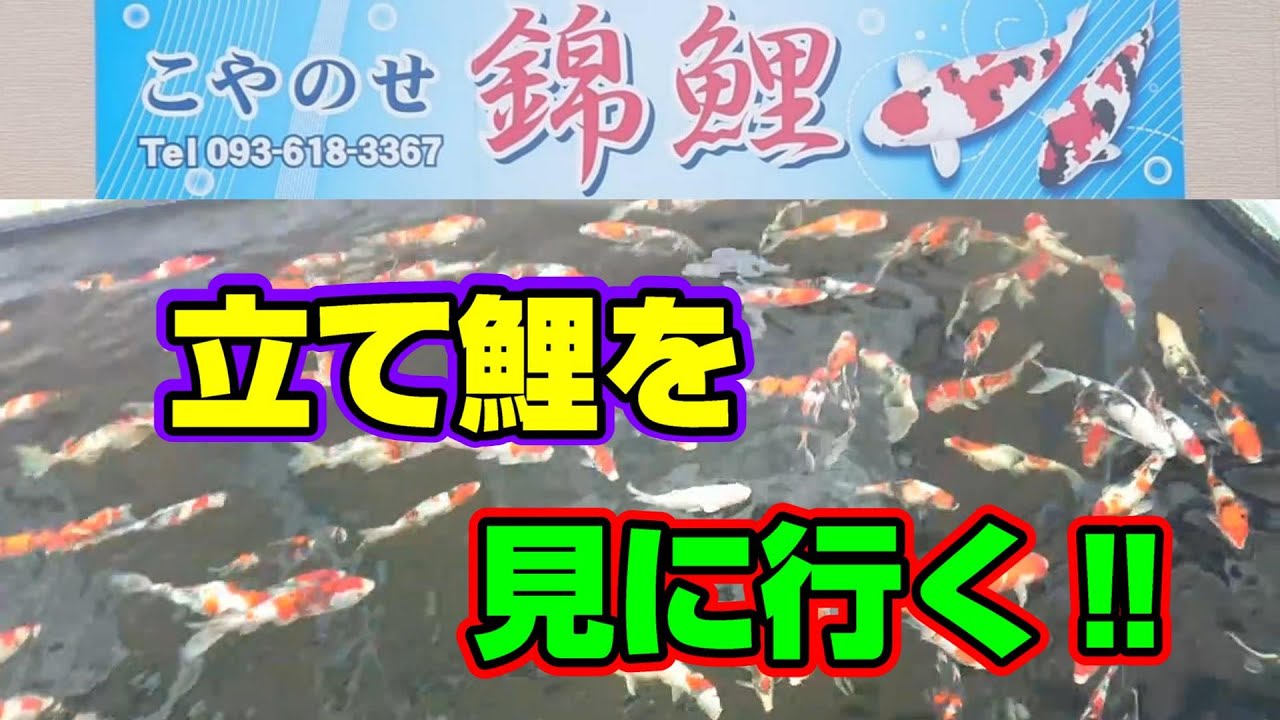 【汚池再生計画】福岡県北九州市『こやのせ錦鯉』さんに立て鯉を見に行く⁉#錦鯉 ＃立て鯉＃koipond#koi ＃こやのせ錦鯉