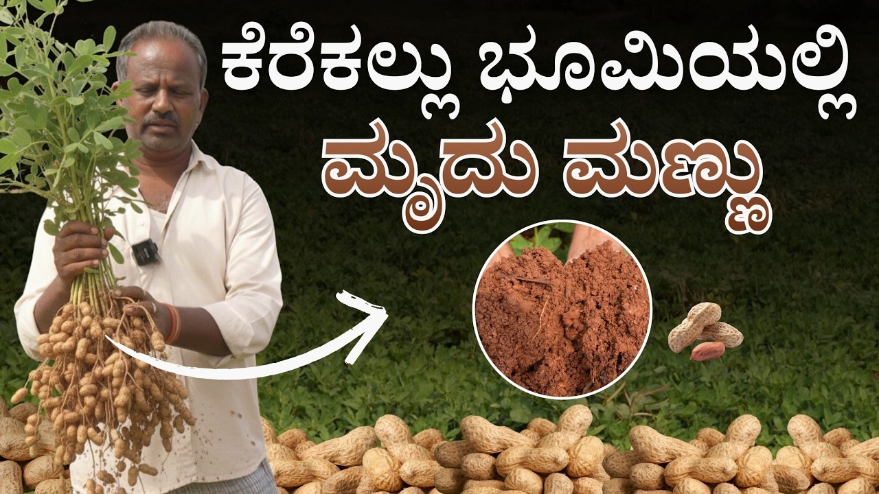 Koppal: ಕೆರೆಕಲ್ಲು ಭೂಮಿಯಲ್ಲಿ ಮೃದು ಮಣ್ಣು| ನೀರು ಕಡಿಮೆ ಆದರೂ ಲಾಭ ಹೆಚ್ಚು | Groundnut Farming |
