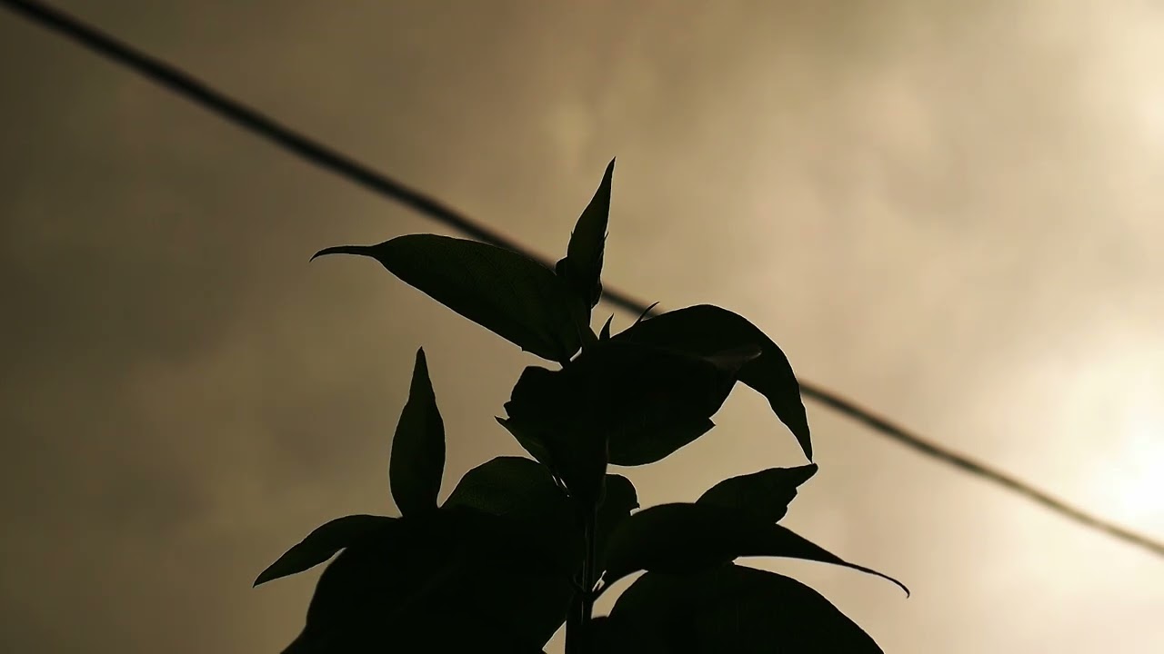 Garden Videoshoot #leicalens #lumix #garden #nature #panasonic