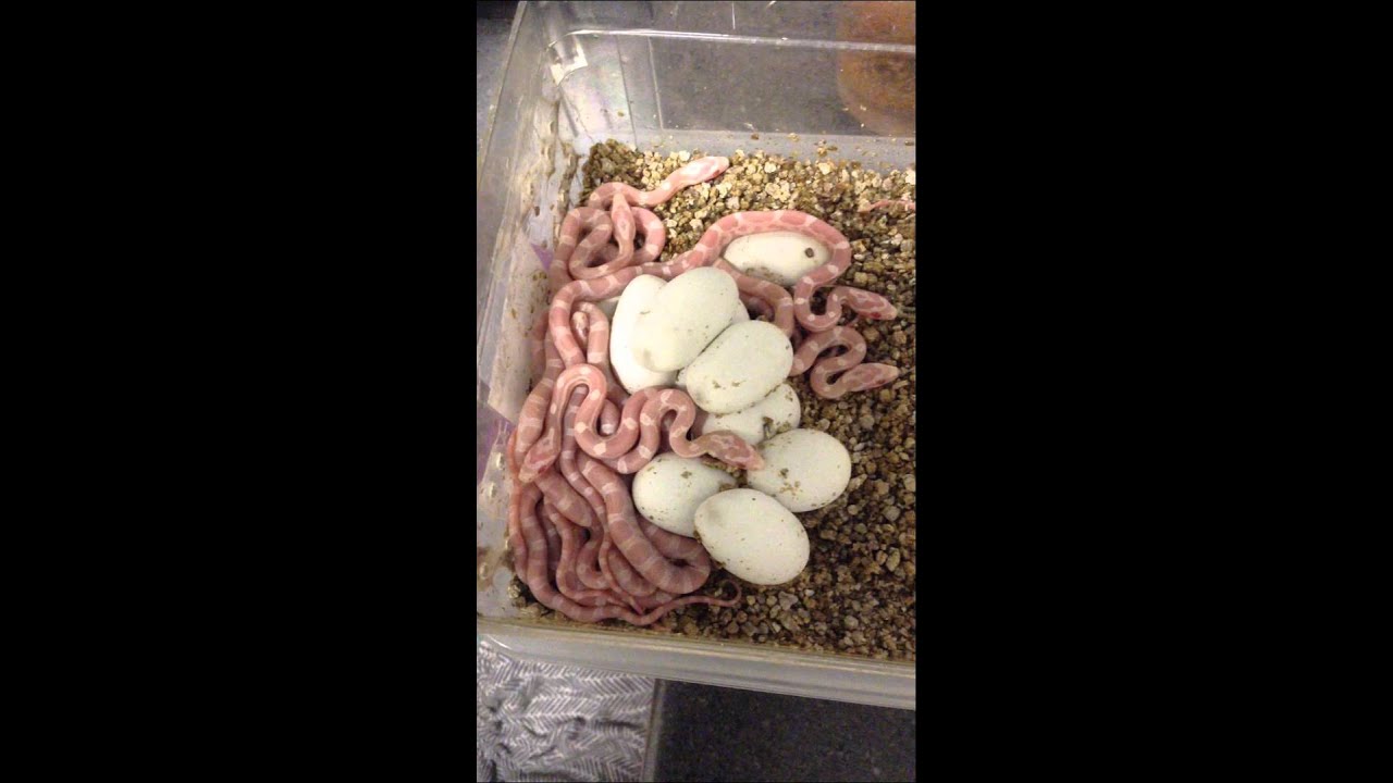 Pink Snow Cornsnake clutch June 2015