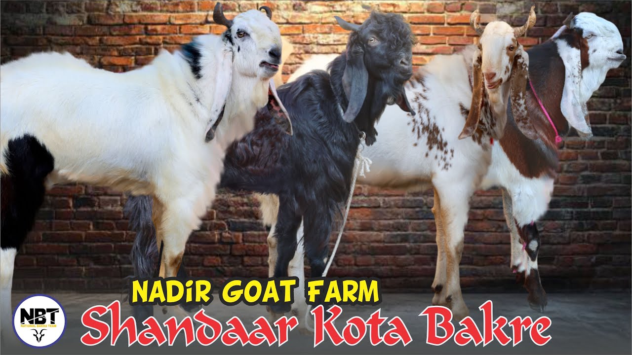 Shandaar Kota Bakre Garam At Nadir Goat Farm