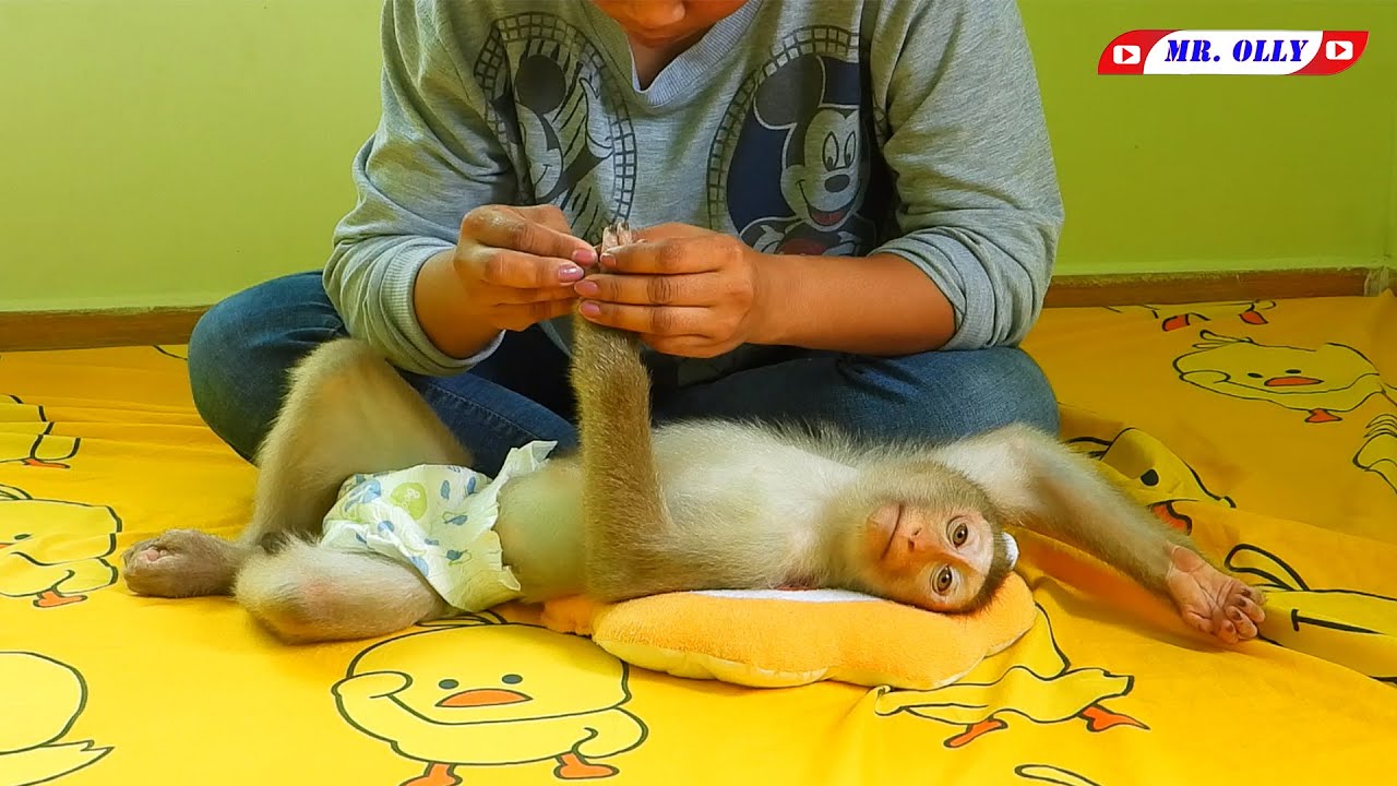 Mommy Focus To Comfort And Grooming Mr. KAKO