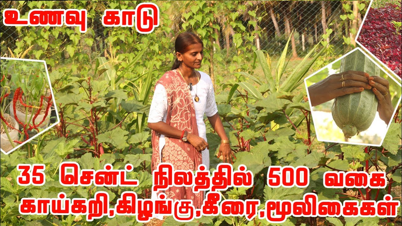 35 சென்ட் நிலத்தில் 500க்கும் மேற்பட்ட காய்கறி,கிழங்கு,கீரை,மூலிகைகள்,மரங்கள் என்று அசத்தும் தோட்டம்
