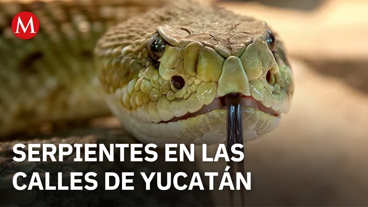 Reportan serpientes en zonas urbanas de M&eacute;rida, Yucat&aacute;n