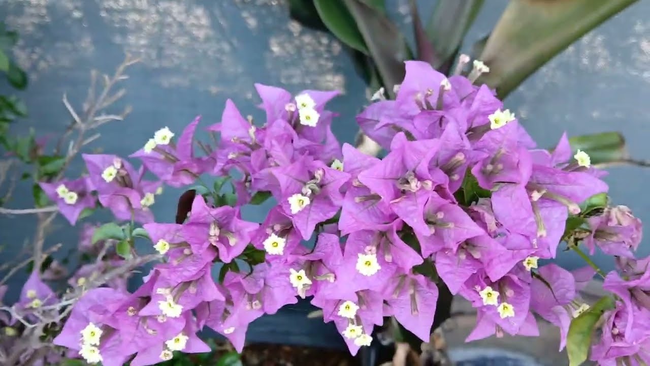 MIS BUGANVILIAS  LILAS