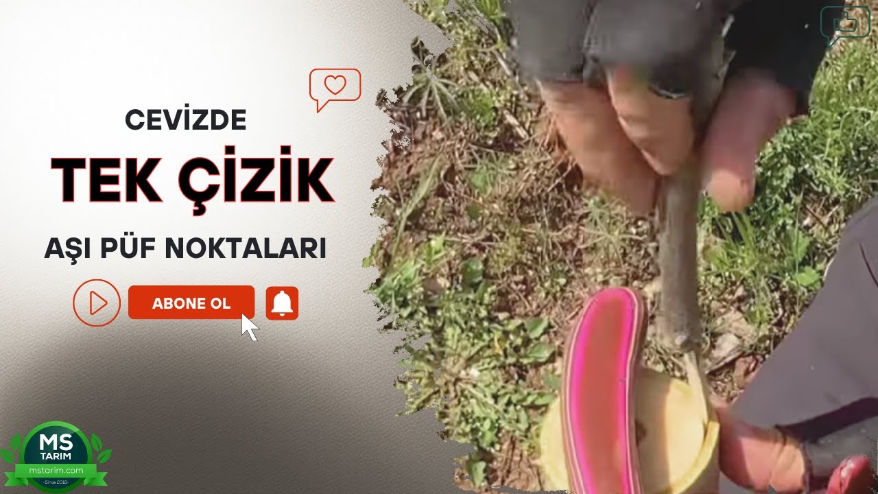 Kayseri Sarız&rsquo;da K&uuml;&ccedil;&uuml;k Cevize Tek &Ccedil;izik Aşı