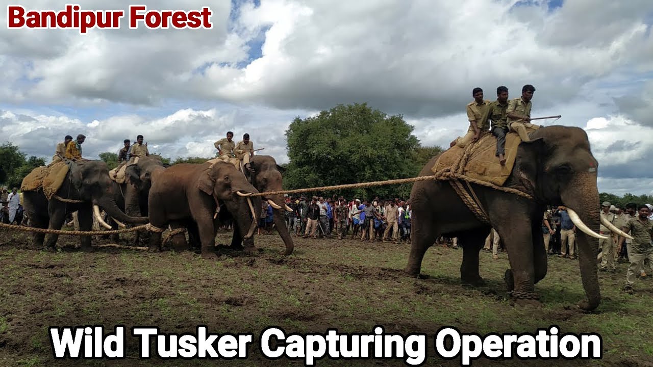 Capturing a Wild Elephant in Bandipur Forest, Karnataka | Tusker Capturing operation