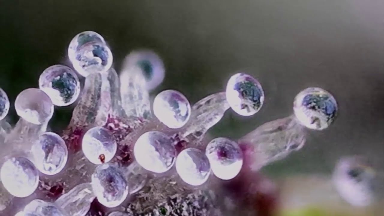 Cannabis under microscope, highly magnified with increased depth of field