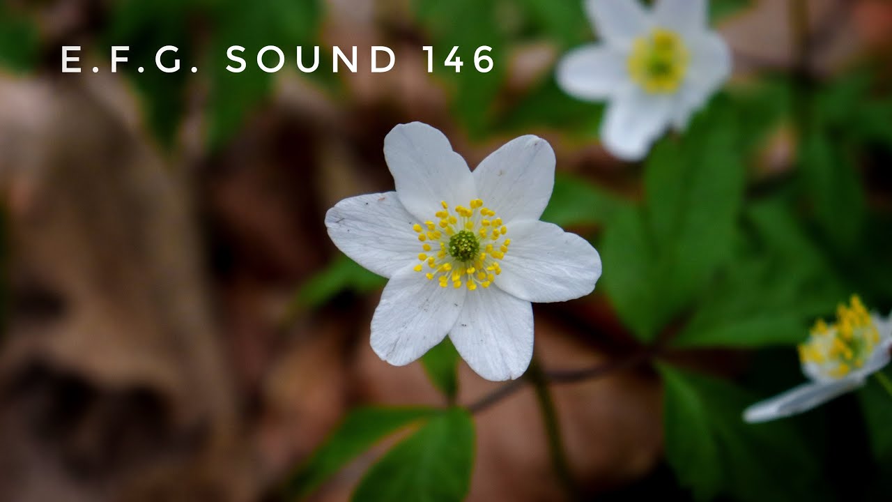 E.F.G. Sound 146 (PROGRESSIVE, ORGANIC, DEEP, AFRO HOUSE)