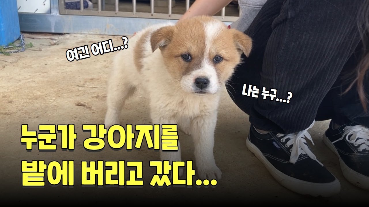 밭에 버려진 유기견이 가족이 되기까지