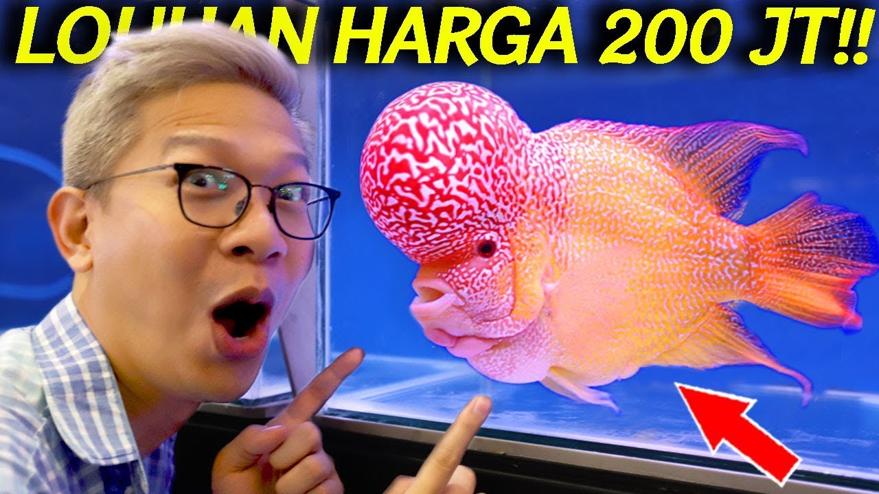 IKAN LOUHAN SAMPE 200 JUTA!!