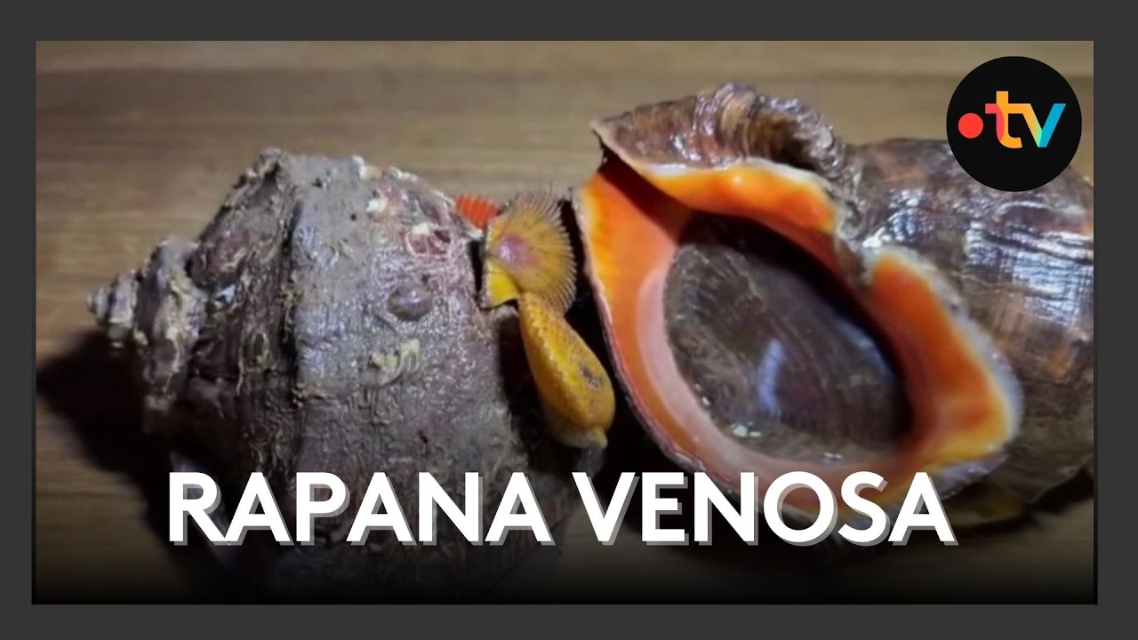 Rapana venosa : ce mollusque invasif prolifère et alarme les professionnels de la mer