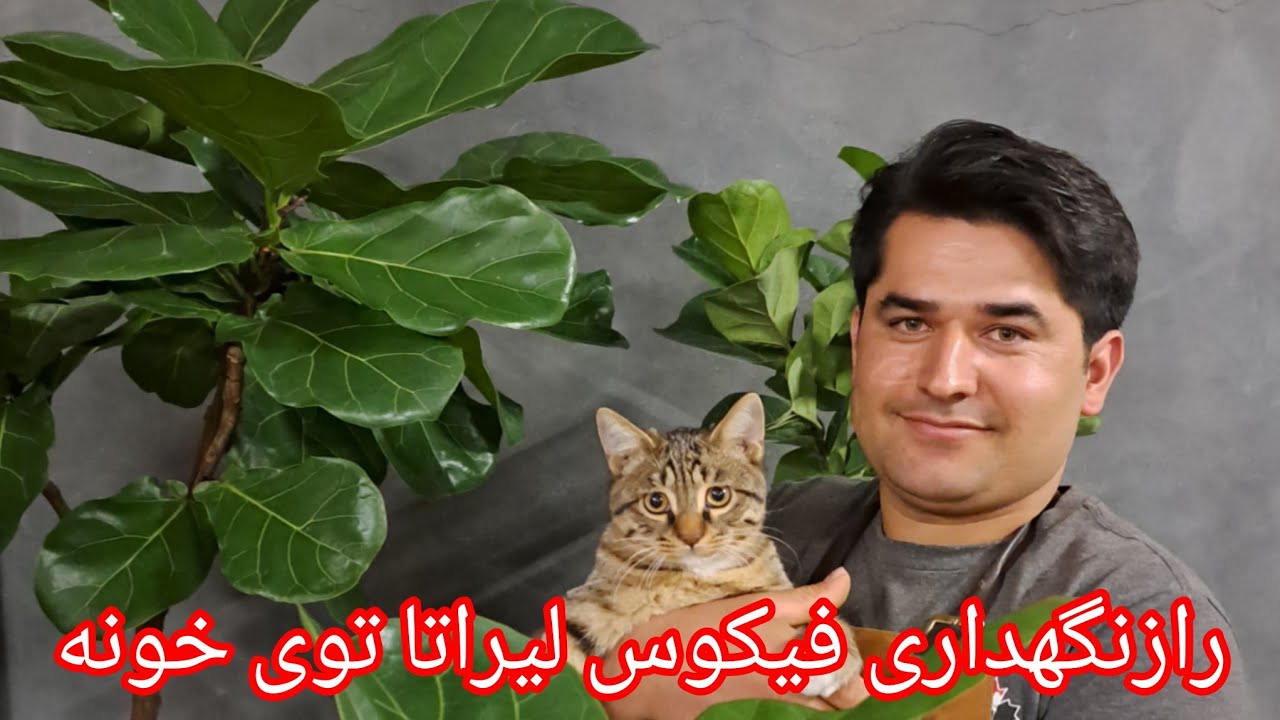 رازنگهداری لیراتا توی خونه