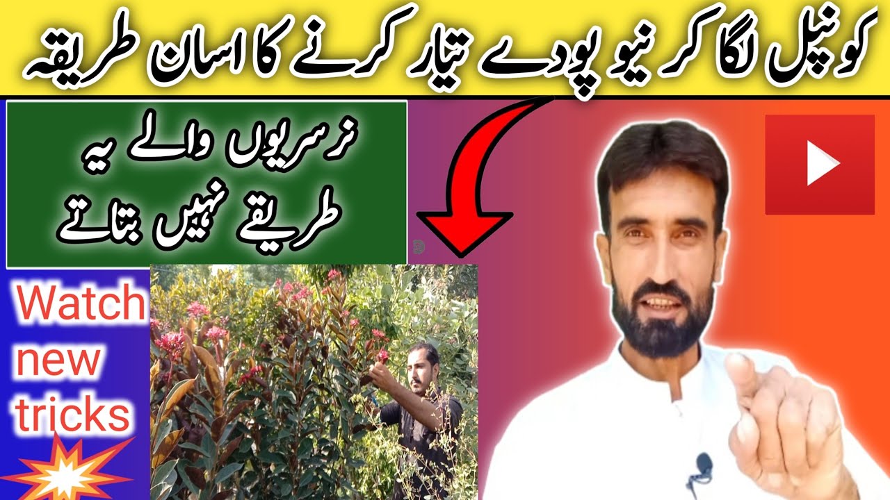 Grow Jatropha plant from cuttings🌹 || Caring Tips For Jatropha Plant || Grow Cuttings