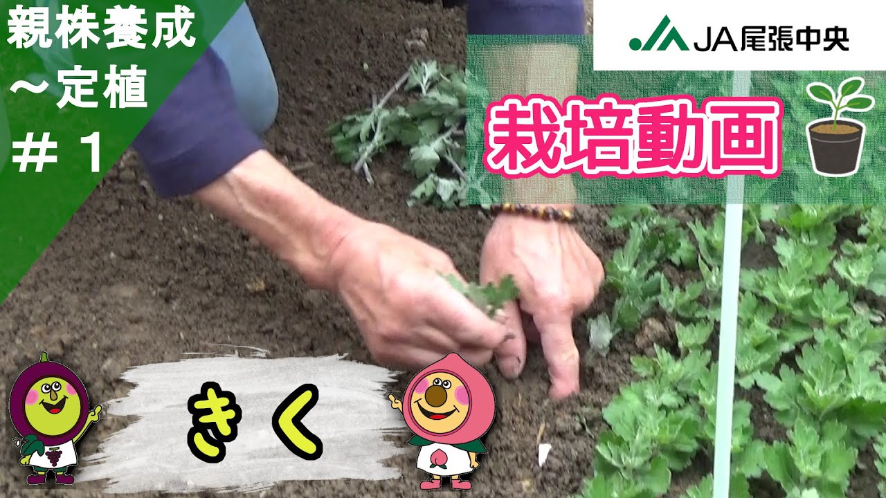 キクの栽培 ～キクができあがるまで～ VOL.①