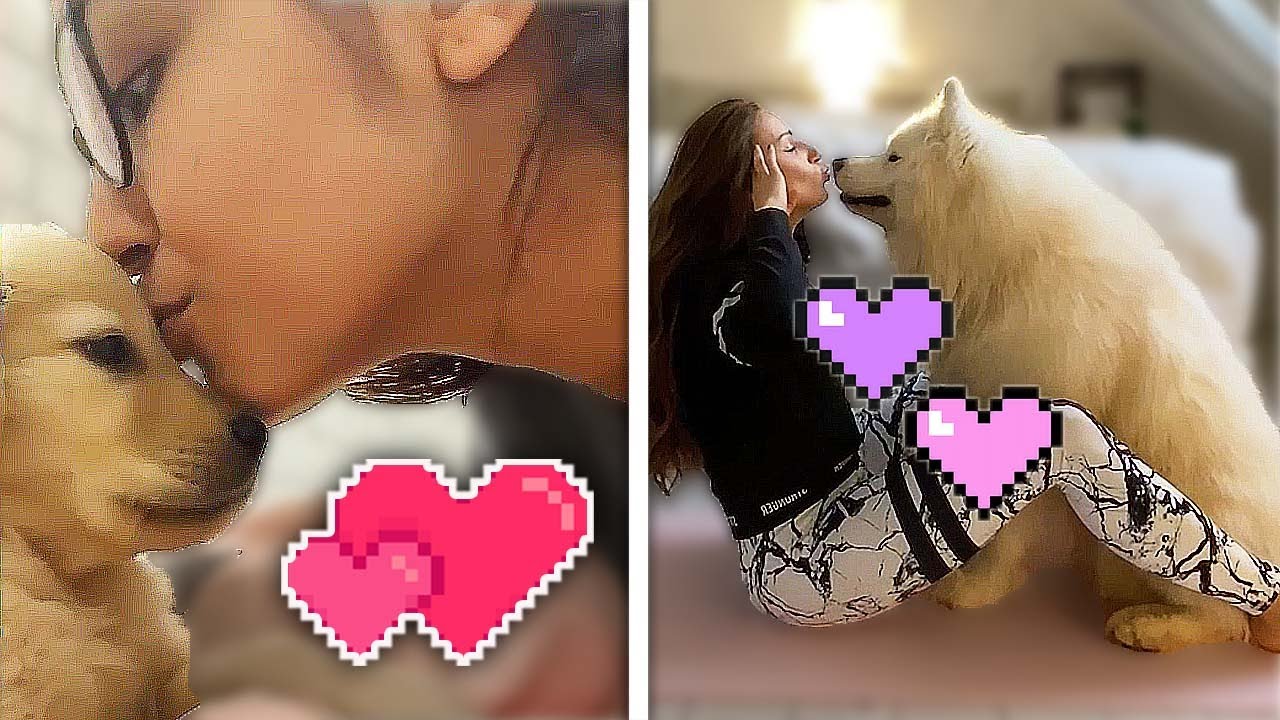 Cute and Funny Dog Videos Compilation 🥰😘😍 Best of 2022 funny puppy / animal videos