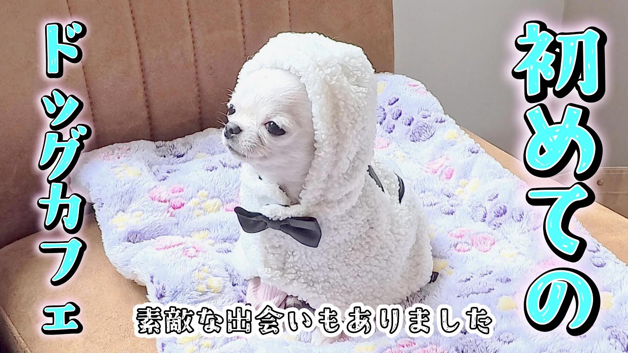 【記念日】初めてのドッグカフェで子犬チワワと食べたランチが最高でした