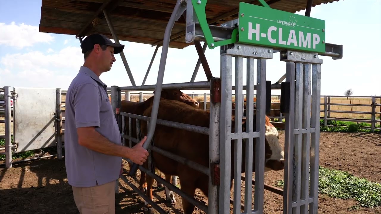 The perfect head clamp perfect for any cattle setup!