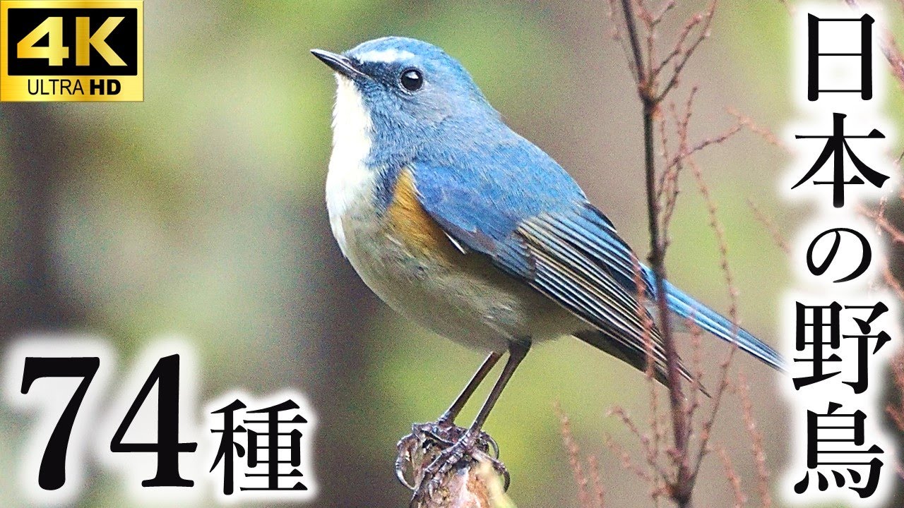 【保存版】日本の野鳥74種（森林・山）
