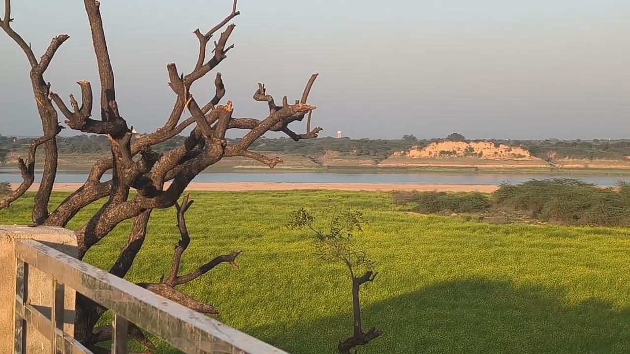 Chambal nadi💯5 nadiyon 👍ka Sangam 🙏 #shortsfeed #videos #chambal #nadi #youtubevideo #ytshortsindia 