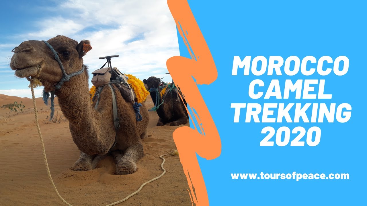 Morocco Camel Trekking (2020) - Camel Ride For Morocco Travel & Tours - Dromedaries Treks (BOOK NOW)