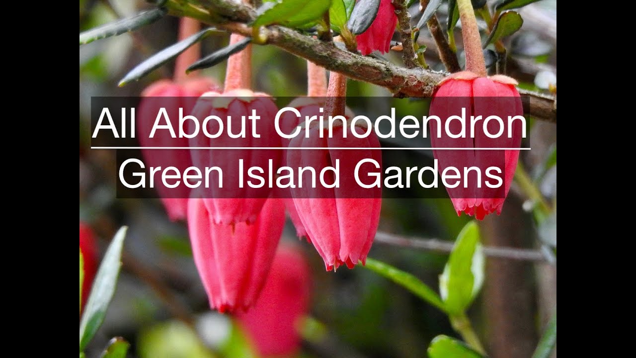 All About Crinodendron