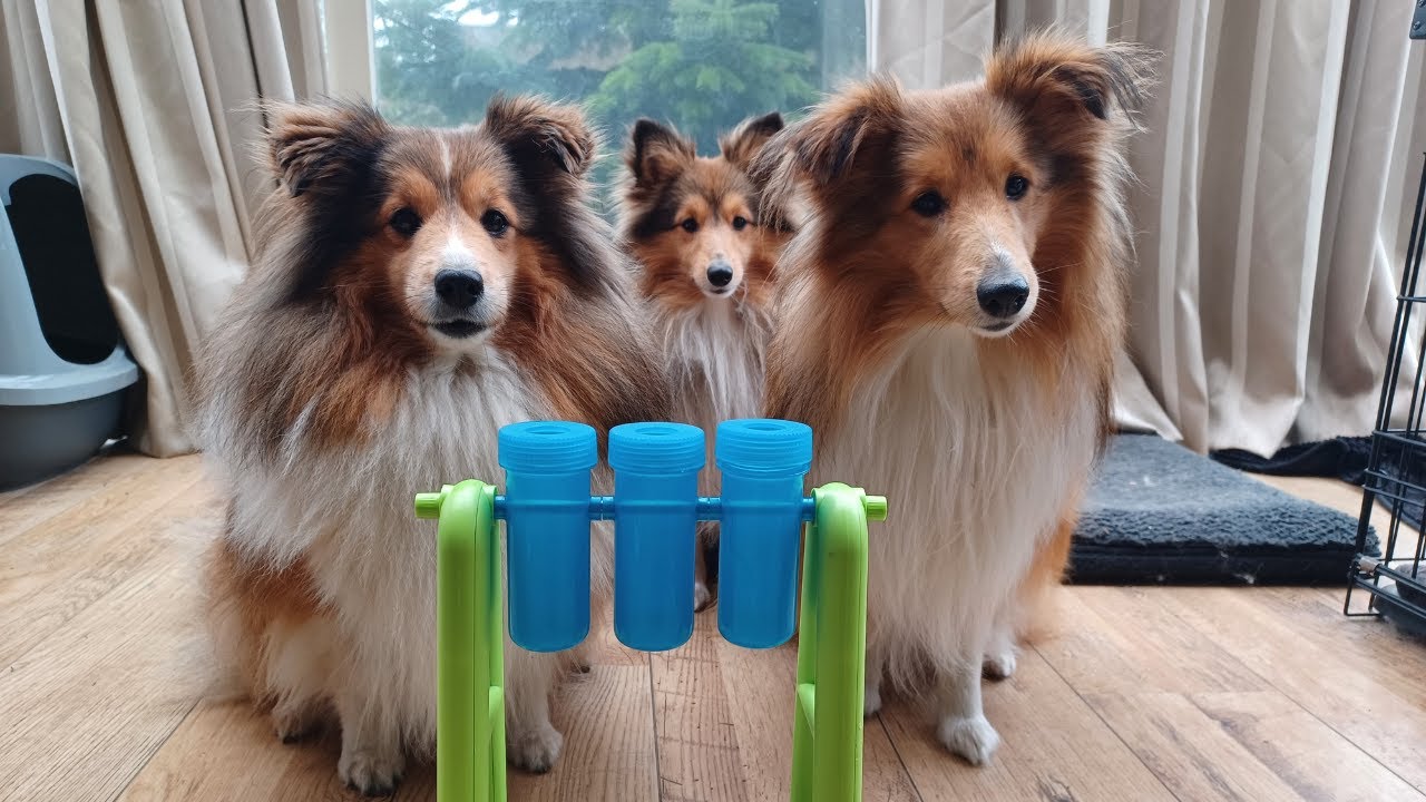 Shetland Sheepdog Puppies Play Turn Around