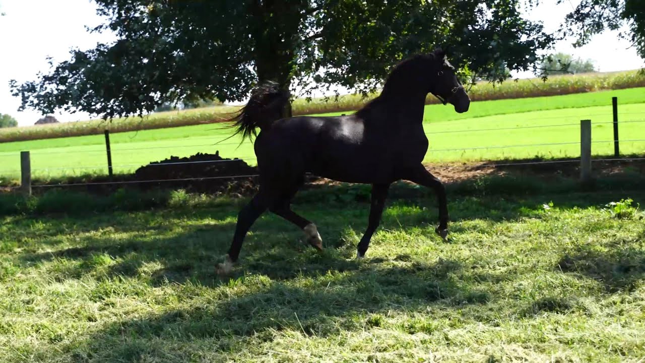 2023 Dutch filly by Sandokan x Alex - Beaulah