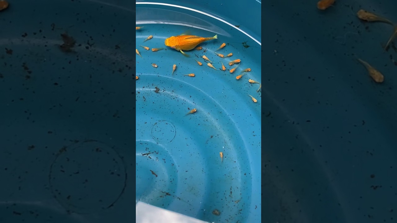 Molly fish give birth 30+babies.🤗❤🎉🎉🎉🎉🎉😇😇