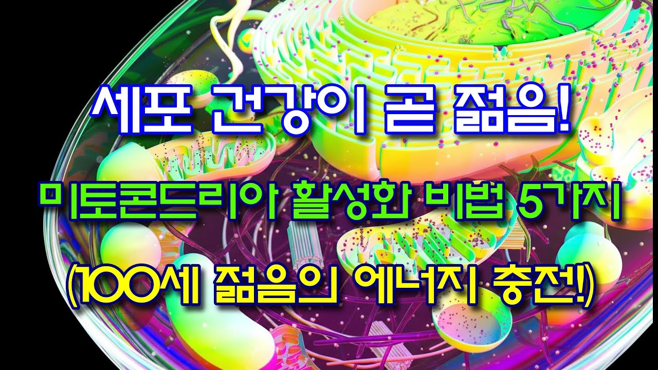 세포 건강이 곧 젊음! 미토콘드리아 활성화 비법 5가지 (100세 젊음의 에너지 충전!)