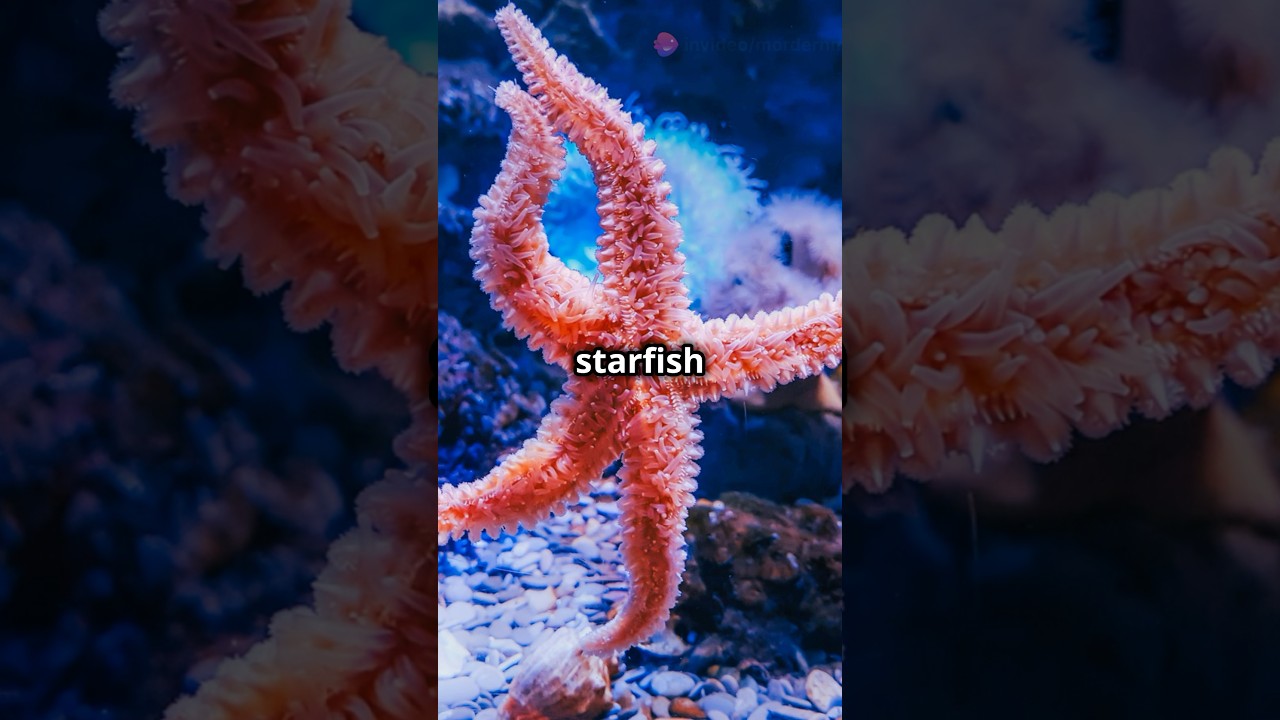Starfish eat by external digestion! Learn their unique habits. 