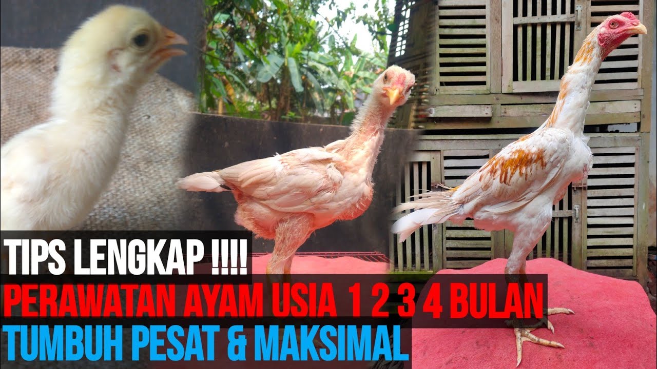 Tumbuh pesat & maksimal !!!! Cara merawat ayam usia 1 2 3 4 bulan