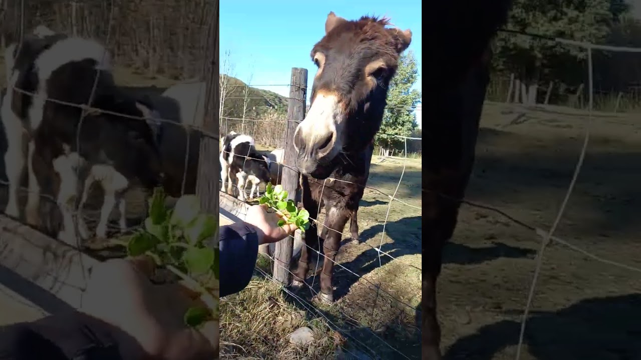 Donkey on the farm, loudest roar!