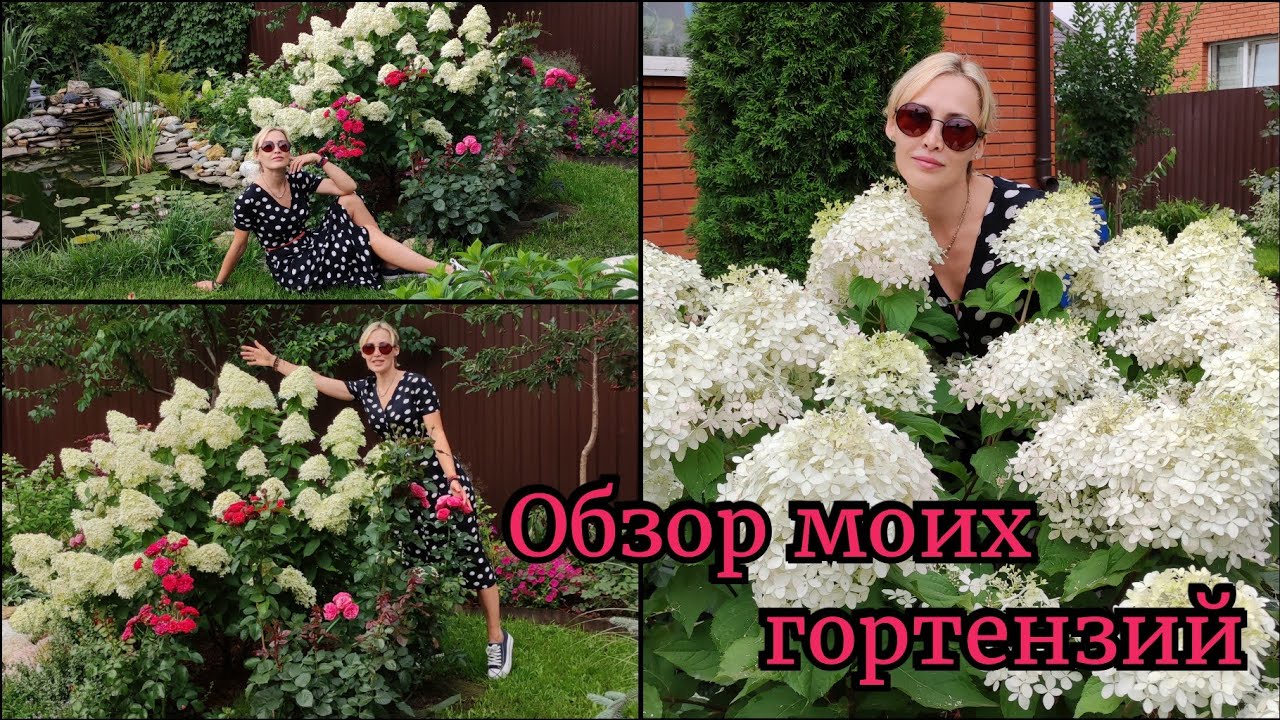Обзор моих Гортензий. Сад в начале августа. Метельчатые и древовидные гортензии