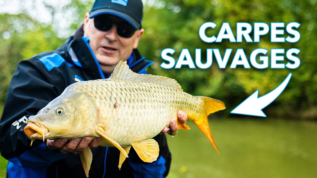 PÊCHE DE CARPES EN RIVIÈRE