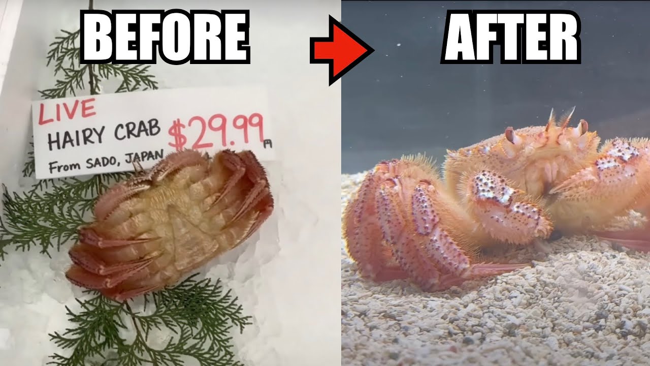 Raising a Grocery Store Hairy Crab as a Pet