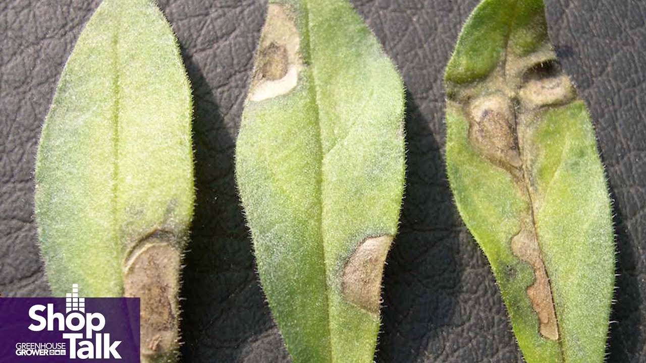 Managing Botrytis in the Greenhouse
